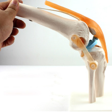 JOINT05 (12351) Medizinische Anatomie Wissenschaft Menschen Skeleton Kniegelenk Anatomie Modelle